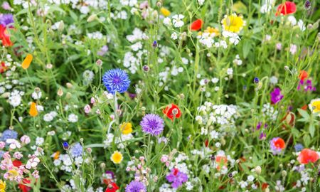 Chau al patio aburrido: las 7 plantas para sembrar en septiembre y tener flores multicolores en el verano Chau al patio aburrido: las 7 plantas para sembrar en septiembre y tener flores multicolores en el verano