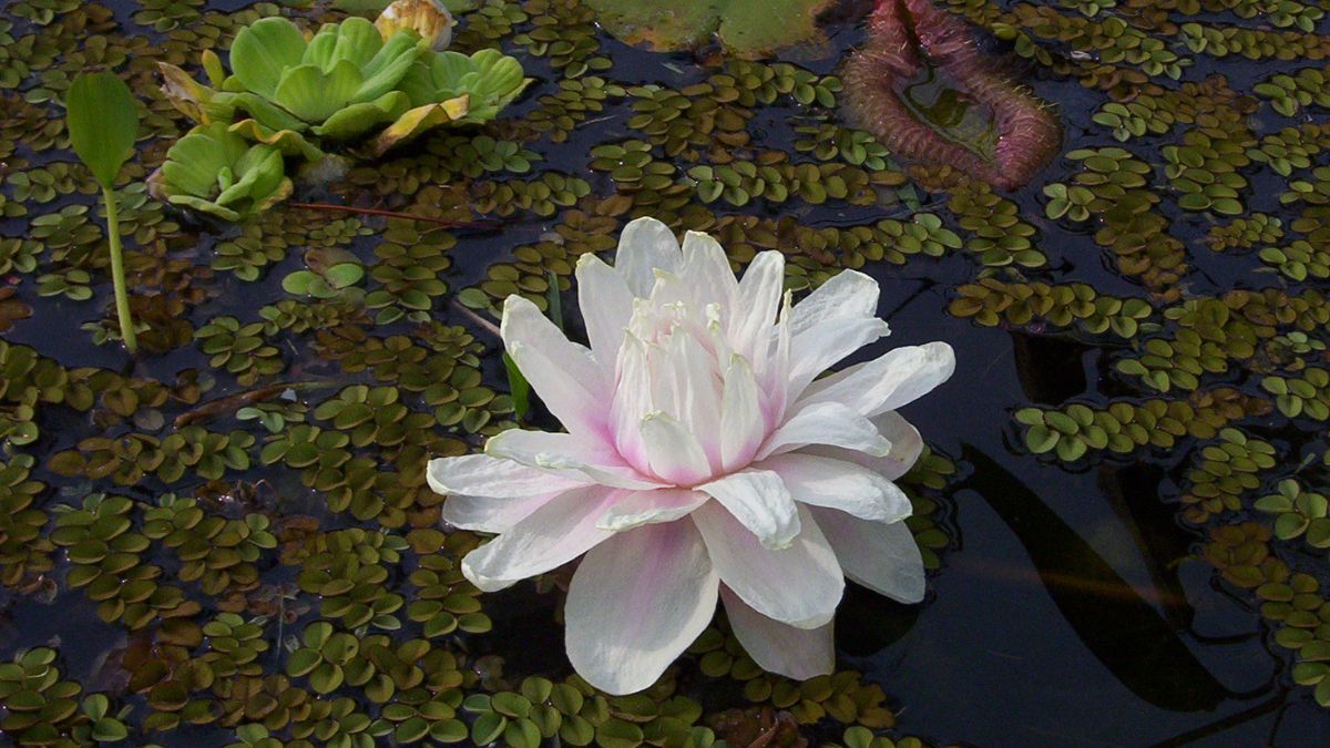 La flor cambia de color durante su ciclo de vida. La flor cambia de color durante su ciclo de vida.
