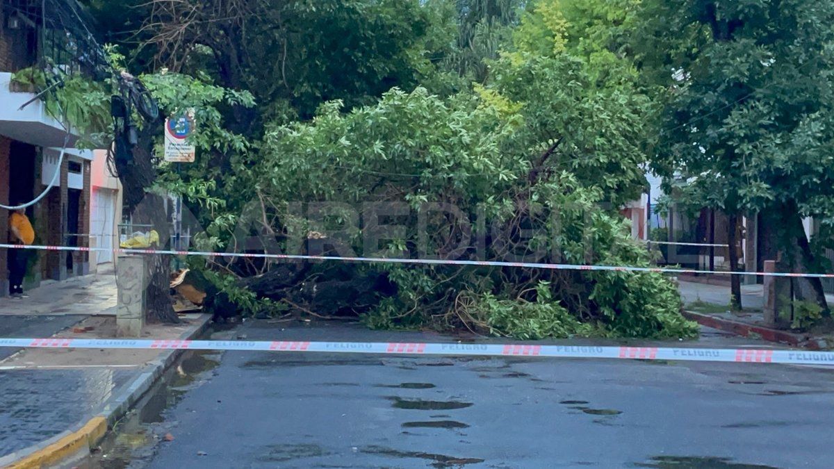 Caída de un árbol en Santiago del Estero y 25 de Mayo, producida el viernes pasado tras un temporal. Caída de un árbol en Santiago del Estero y 25 de Mayo, producida el viernes pasado tras un temporal.