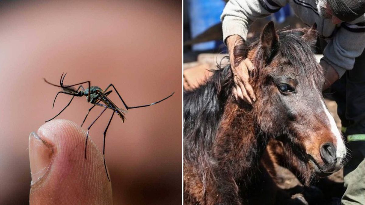 El Ministerio de Salud de la Provincia informó 9 casos autóctonos de Dengue y 2 nuevos casos de Encefalitis Equina del Oeste.