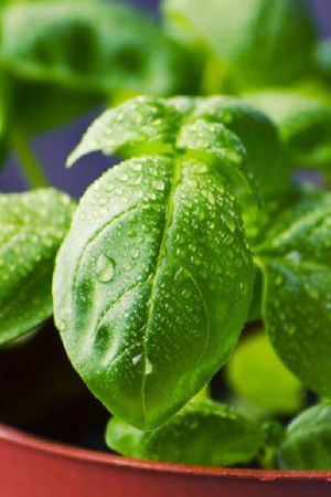 Con un simple cambio de ubicación podés lograr que tu planta crezca más rápido y fuerte. Con un simple cambio de ubicación podés lograr que tu planta crezca más rápido y fuerte.