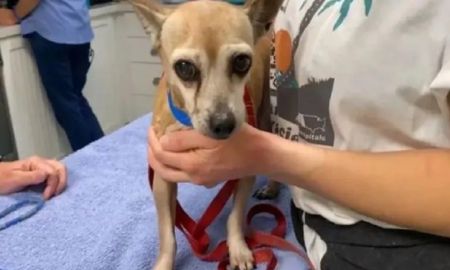 Seis años después, encontraron a su perro porque le habían puesto un chip Seis años después, encontraron a su perro porque le habían puesto un chip