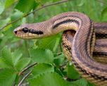 una serpiente se escapo y alarmo a todos en un colectivo una serpiente se escapo y alarmo a todos en un colectivo