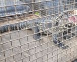 Un lagarto overo apareció debajo de los autos estacionados en el cruce de las calles Balcarce y Dorrego, en barrio Candioti. Un lagarto overo apareció debajo de los autos estacionados en el cruce de las calles Balcarce y Dorrego, en barrio Candioti.