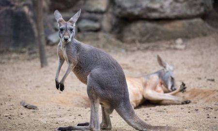 desesperado, un canguro se metio en una pileta para escapar de los incendios de australia desesperado, un canguro se metio en una pileta para escapar de los incendios de australia