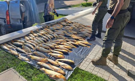 Santa Fe y Entre Ríos se pusieron de acuerdo en el tamaño permitido para la pesca comercial de distintas especies, y también en la forma de medirlas. Santa Fe y Entre Ríos se pusieron de acuerdo en el tamaño permitido para la pesca comercial de distintas especies, y también en la forma de medirlas.