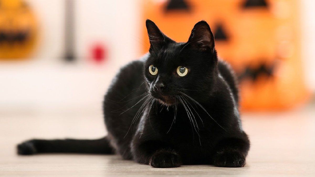 Por qué los gatos negros forman parte de Halloween