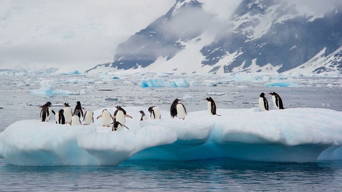 Para la gran colonia de pingüinos y focas la llegada del iceberg podría tener consecuencias catastróficas.