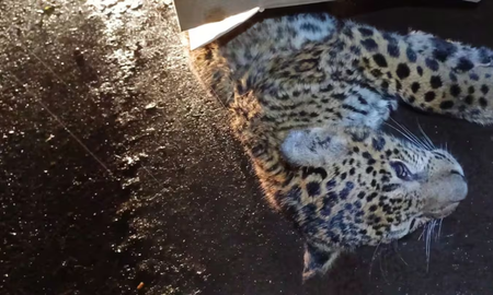 se entrego el chofer que atropello a una yaguarete y decidio pagar una multa millonaria se entrego el chofer que atropello a una yaguarete y decidio pagar una multa millonaria
