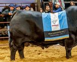 Las Nacionales 2026 llegan con más cabañas y más de 1.000 animales en Corrientes Las Nacionales 2026 llegan con más cabañas y más de 1.000 animales en Corrientes