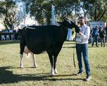 Tras el Gran Campeón Macho, una cabaña de Santa Fe obtuvo el gran Vaca Suprema Tras el Gran Campeón Macho, una cabaña de Santa Fe obtuvo el gran Vaca Suprema