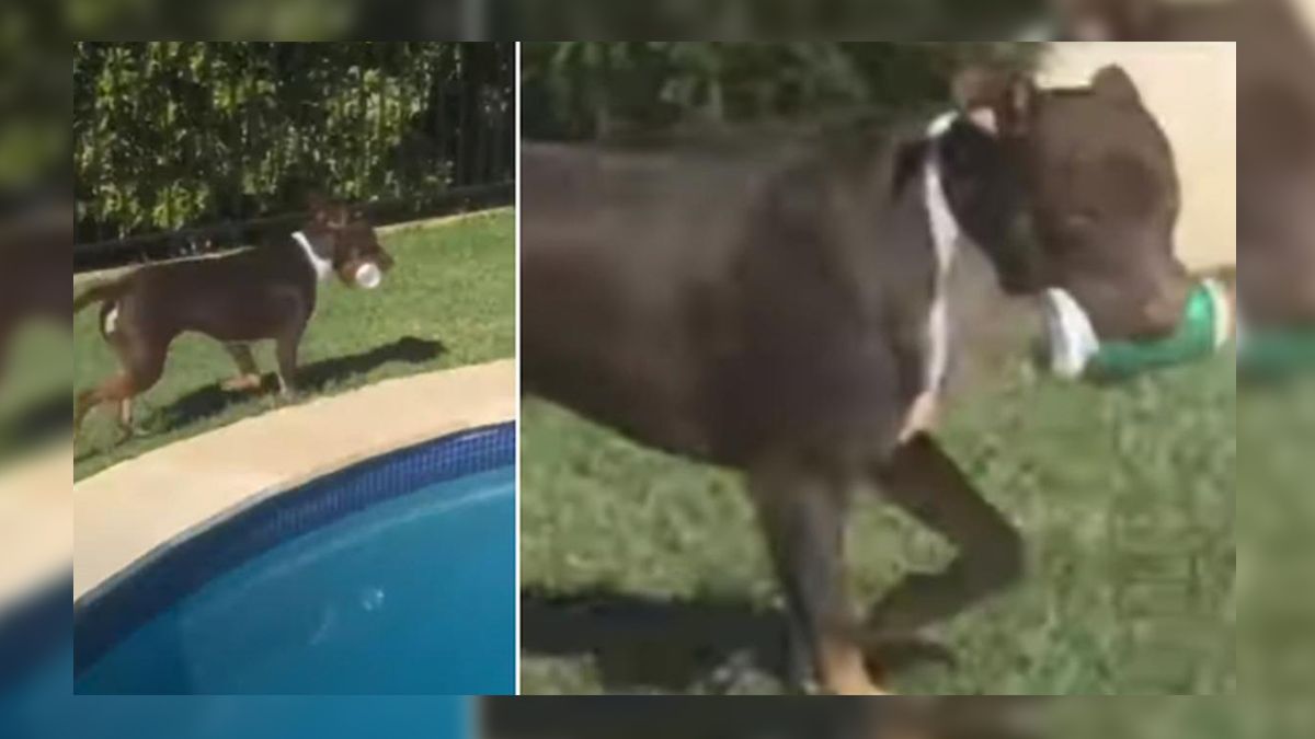 ¿El mejor amigo de la dieta?