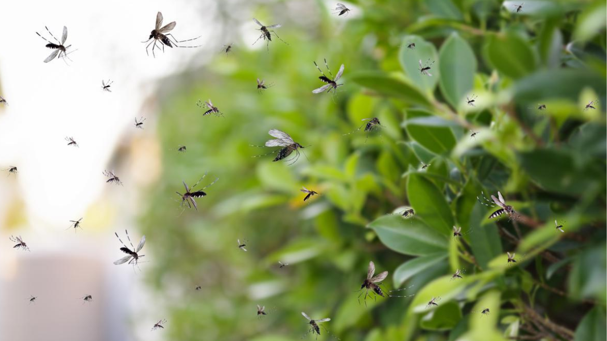 El uso de plantas naturales como apoyo para proteger patios y jardines contra los mosquitos.