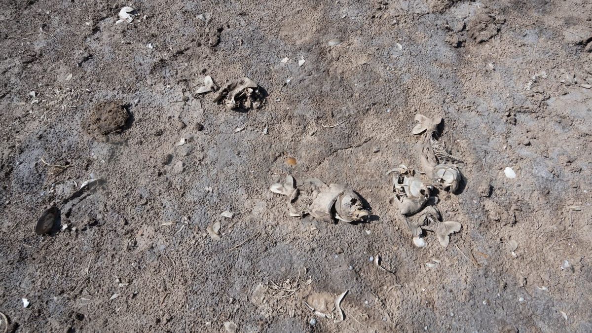 La sequía afecta a gran parte de la zona central del país y complica las proyecciones del sector productivo agropecuario.