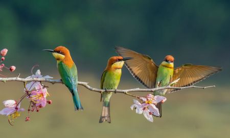 Soñar con pájaros puede tener diferentes significados. Soñar con pájaros puede tener diferentes significados.
