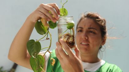 Dengue en Santa Fe: cuáles son los 13 barrios de la ciudad donde se detectó la presencia del mosquito
