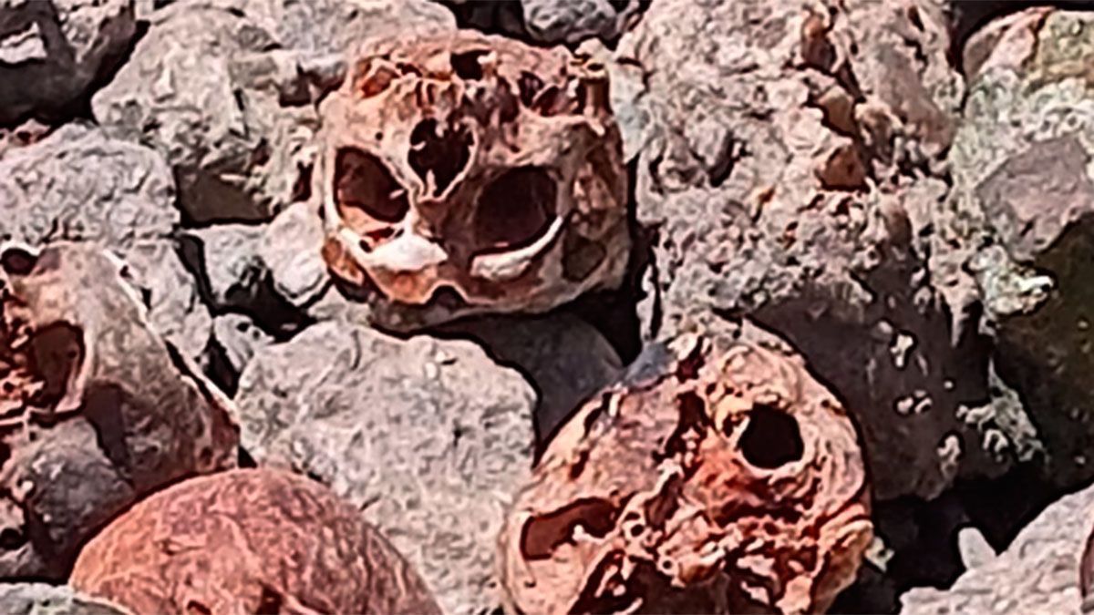 Imagen de los cráneos humanos descubiertos a orillas del Río de la Plata. Imagen de los cráneos humanos descubiertos a orillas del Río de la Plata.