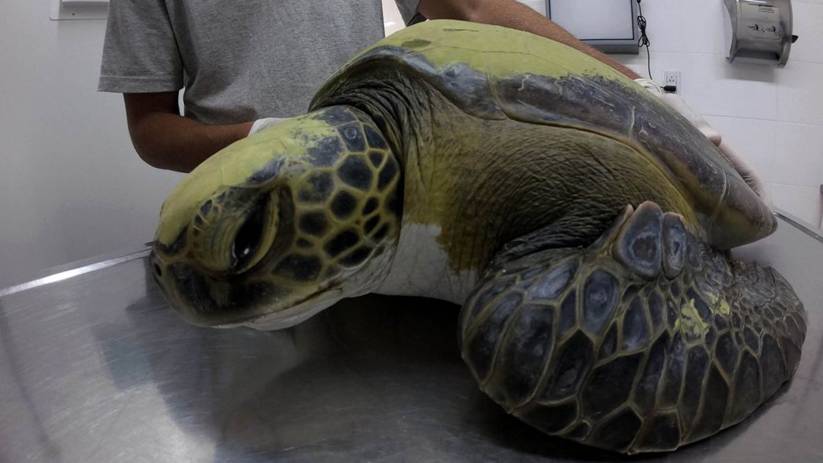 Más de 350 animales llegan cada año a las costas argentinas con plásticos en su organismo