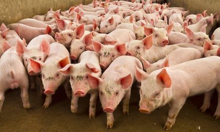 sanidad porcina: senasa lanza un nuevo plan de erradicacion de aujeszky sanidad porcina: senasa lanza un nuevo plan de erradicacion de aujeszky