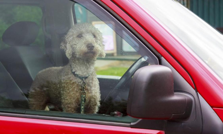 Alerta por temperaturas altas: cómo cuidar a las mascotas Alerta por temperaturas altas: cómo cuidar a las mascotas