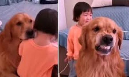 Viral: perro defiende a su pequeña dueña que es regañada por sus padres. Viral: perro defiende a su pequeña dueña que es regañada por sus padres.