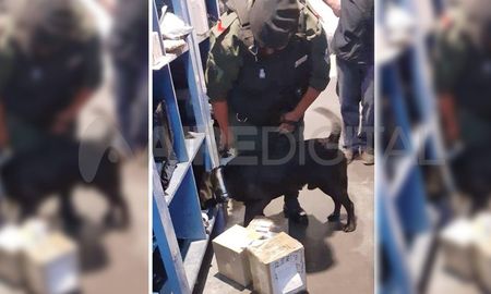 El perro reaccionó a la encomienda y se detuvo a la persona que fue a retirarla El perro reaccionó a la encomienda y se detuvo a la persona que fue a retirarla