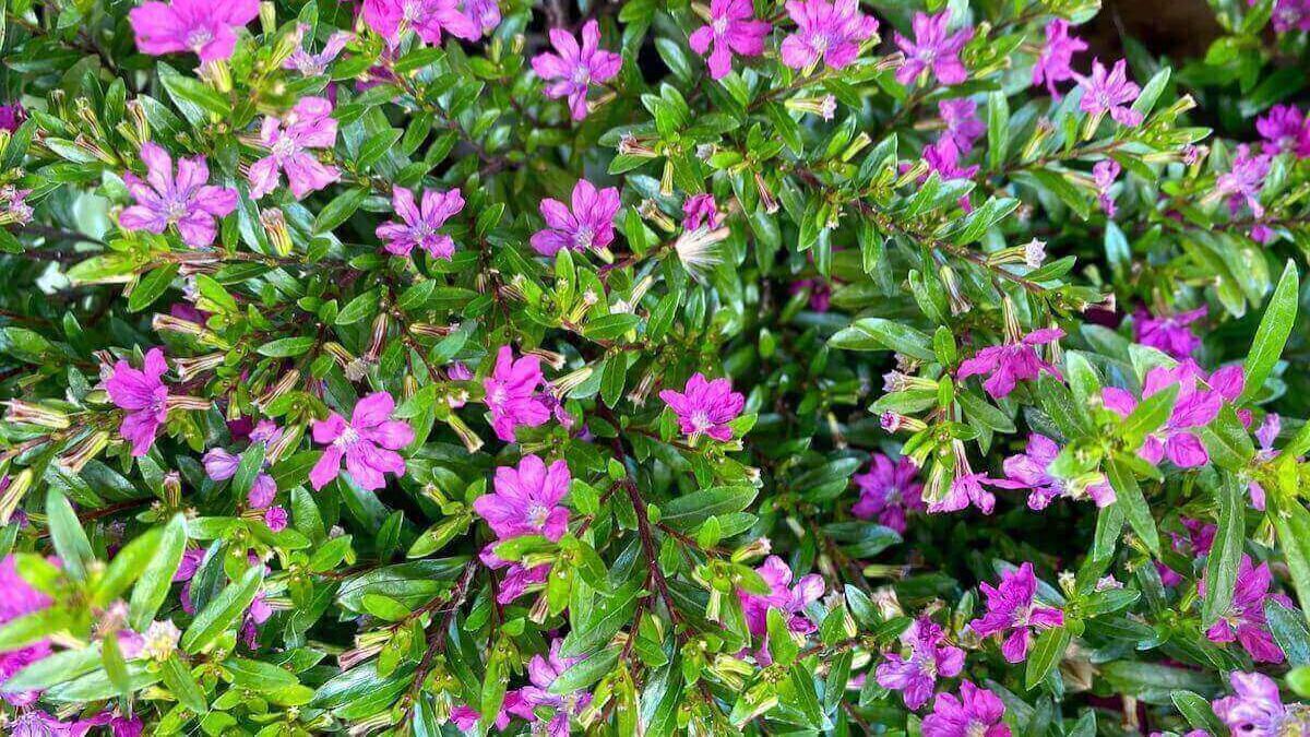 La cuphea produce pequeñas flores rosadas que se multiplican bajo el sol directo. La cuphea produce pequeñas flores rosadas que se multiplican bajo el sol directo.