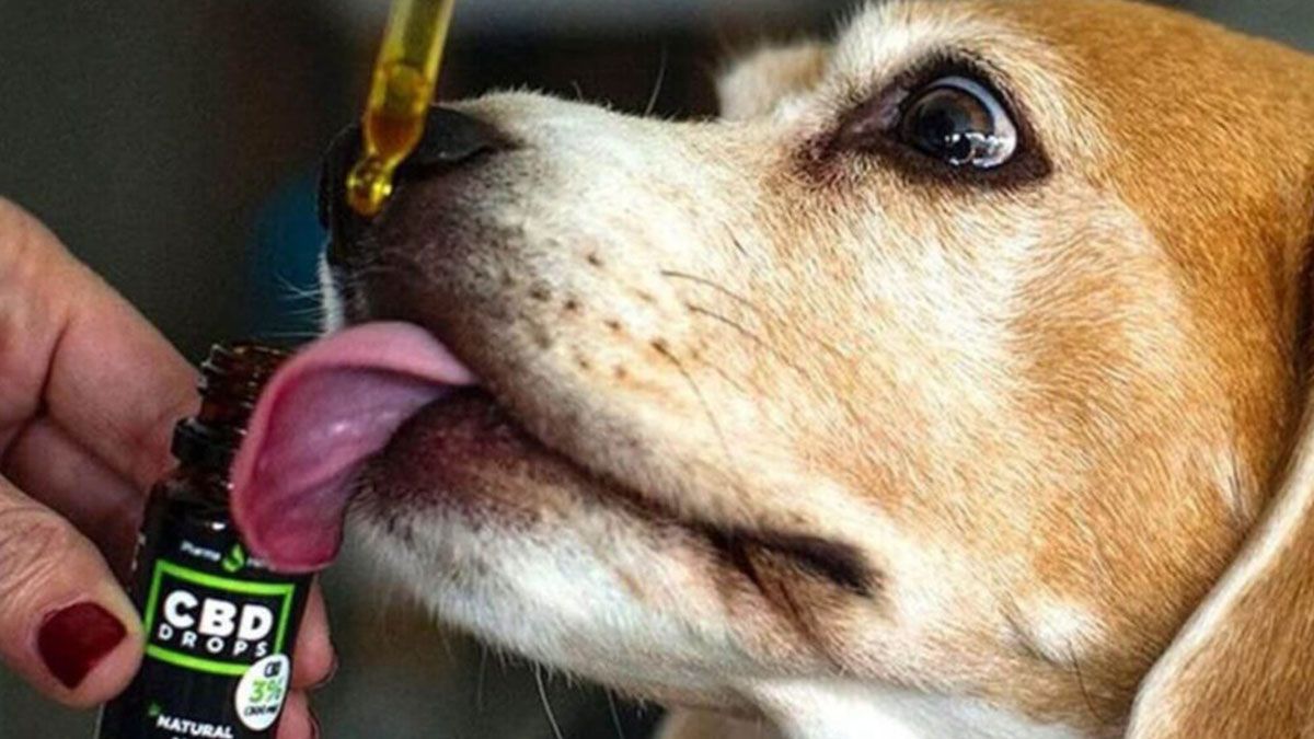 Como se sabe, los efectos del cannabis en el cuerpo humano son los mismos efectos que se perciben en los animales. Y eso tiene una explicación: el sistema endocanabinoide.