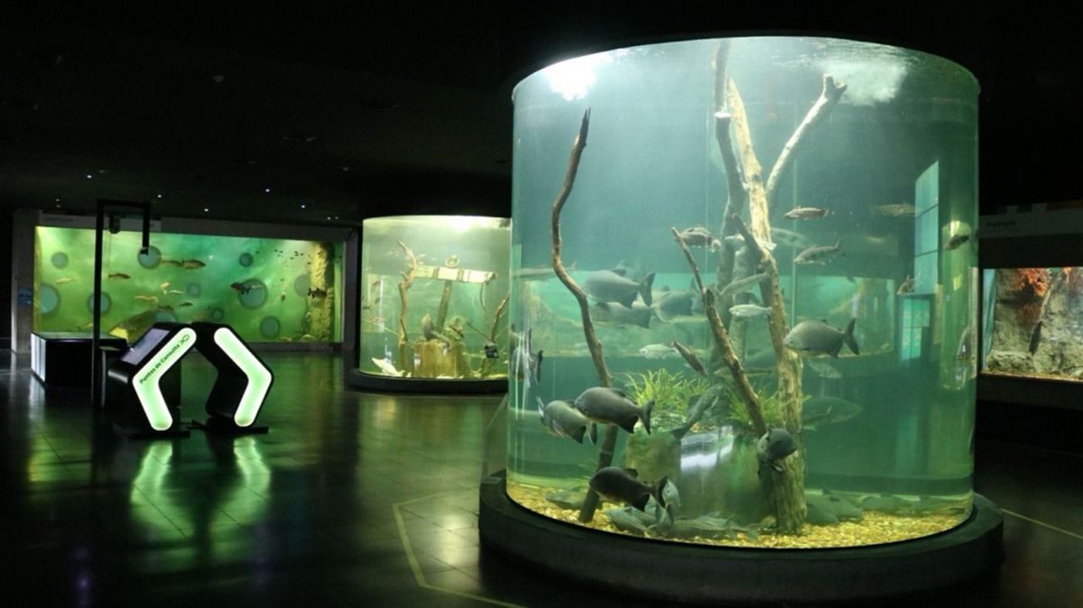 Verano en el Acuario del Río Paraná: convocatoria para colonias y polideportivos.