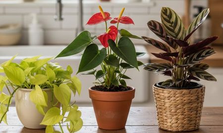 Agrupar pequeñas macetas con hierbas cerca de la zona de preparación permite cocinar con ingredientes frescos y mejora el aroma del ambiente. Agrupar pequeñas macetas con hierbas cerca de la zona de preparación permite cocinar con ingredientes frescos y mejora el aroma del ambiente.