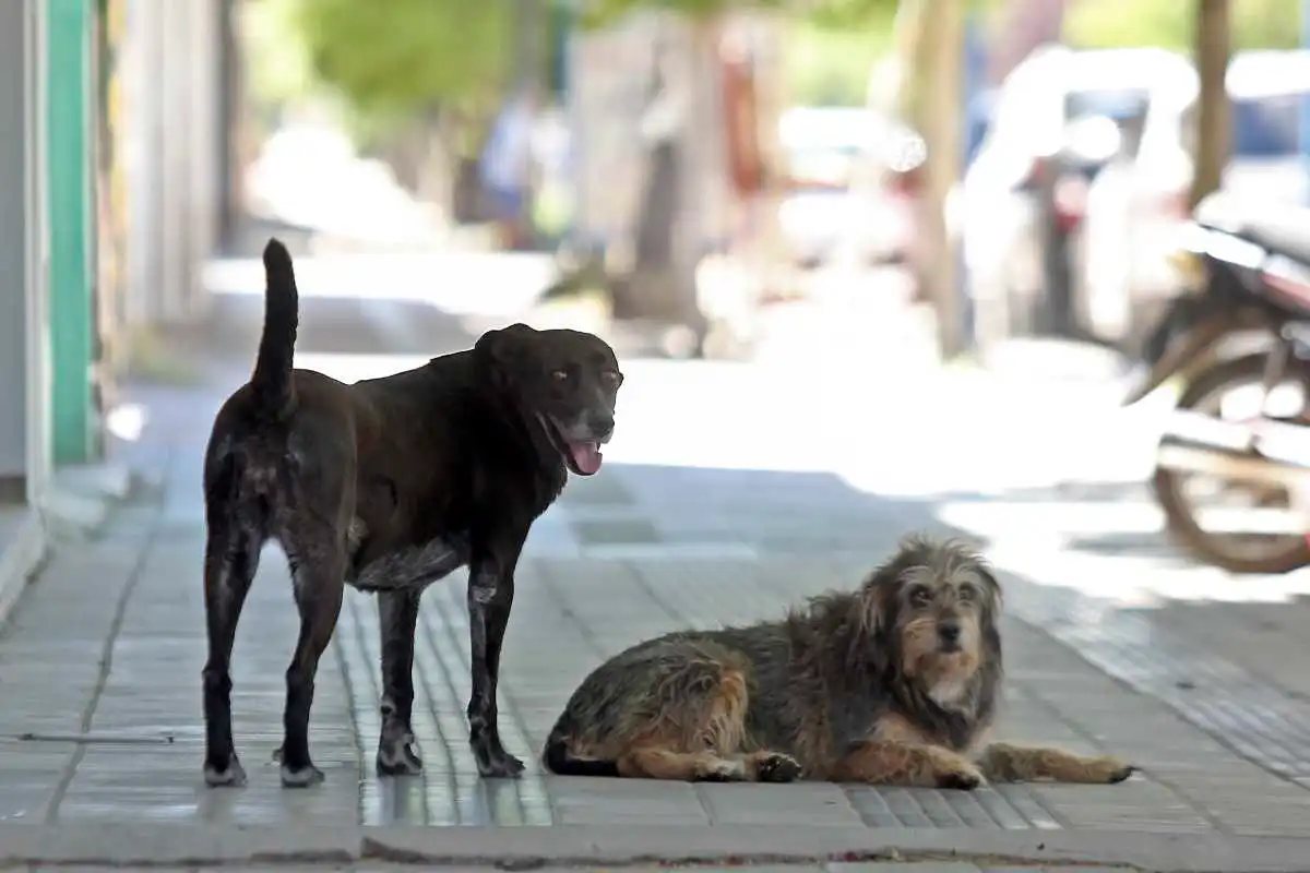 La mejor forma de reducir la cantidad de perros callejeros es la esterilización de los mismos y la eduación de los ciudadanos. 