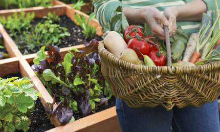 Qué conviene plantar en la huerta en primavera Qué conviene plantar en la huerta en primavera