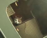 rescataron a un gato que paso dos anos atrapado en la pared de un centro comercial