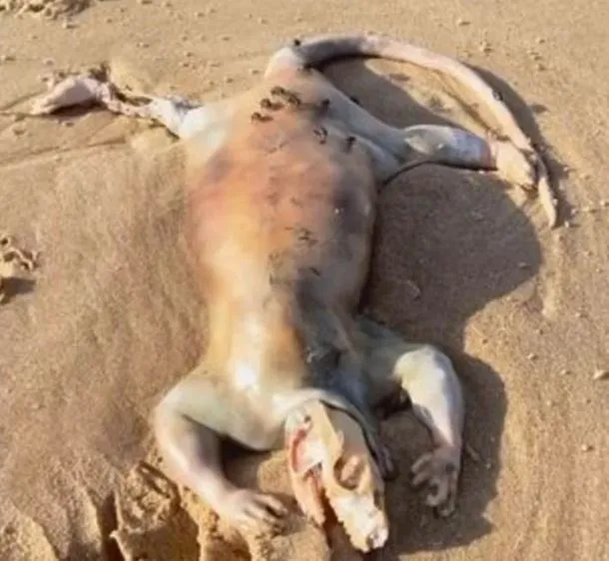 Extraña criatura alienígena en la playa