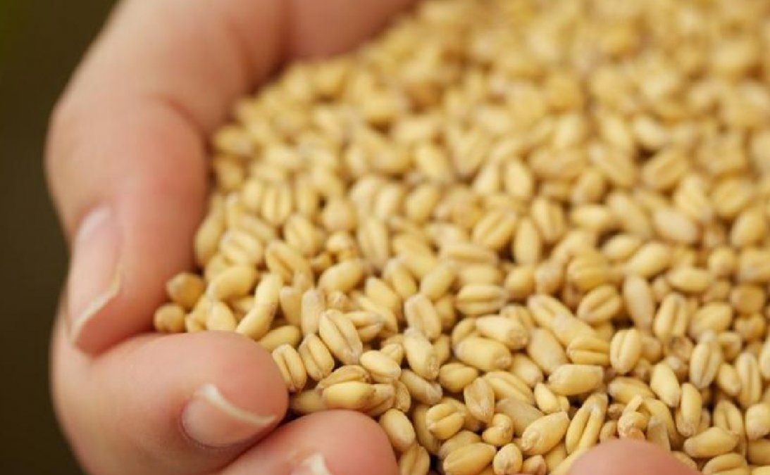 El superalimento que mejora la circulación y la salud de la piel