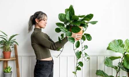 El Feng Shui sostiene que algunas plantas activan la energía positiva del hogar. El Feng Shui sostiene que algunas plantas activan la energía positiva del hogar.