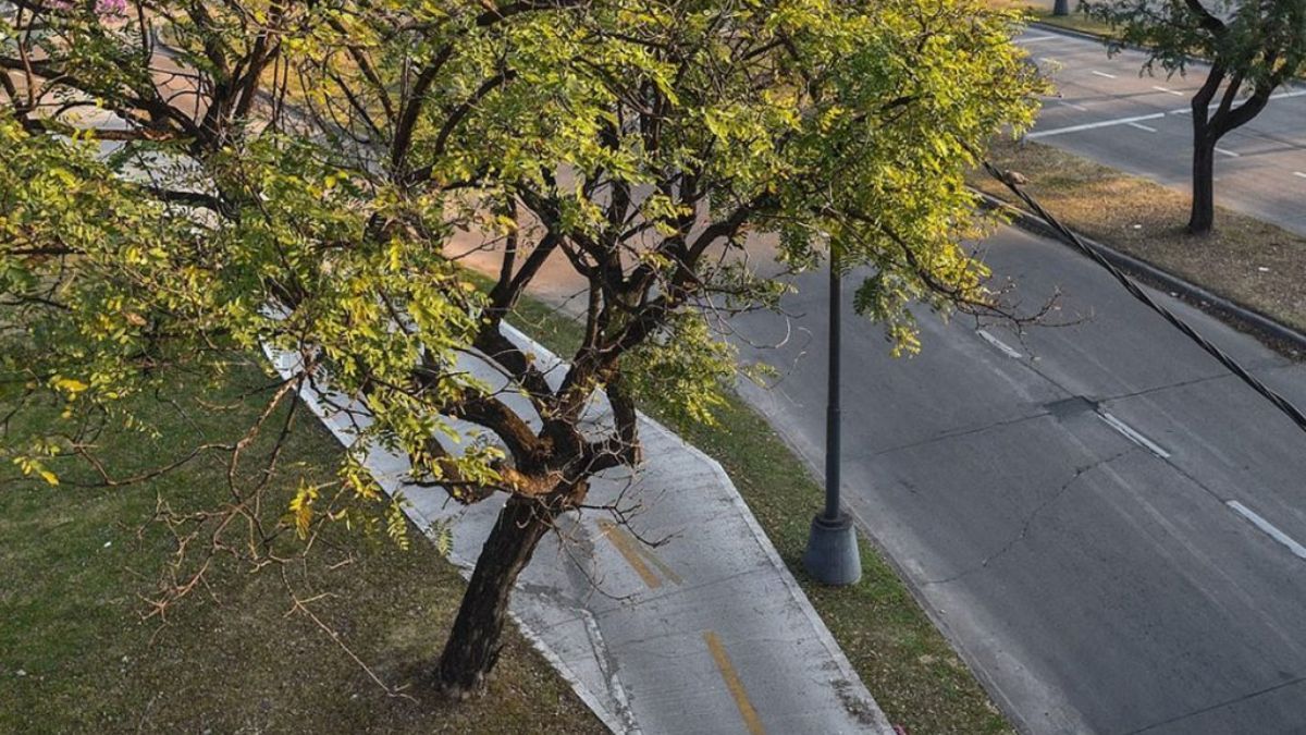 Esta inciativa se realiza bajo el plan director de arbolado urbano, el cual está regulado por la Ordenanza N° 11.924. Esta inciativa se realiza bajo el plan director de arbolado urbano, el cual está regulado por la Ordenanza N° 11.924.