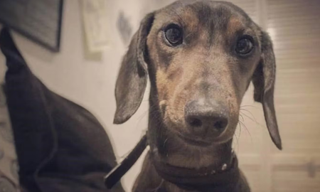 Impactante: un perro salchicha desfiguró a una mujer y le comió su mejilla Impactante: un perro salchicha desfiguró a una mujer y le comió su mejilla