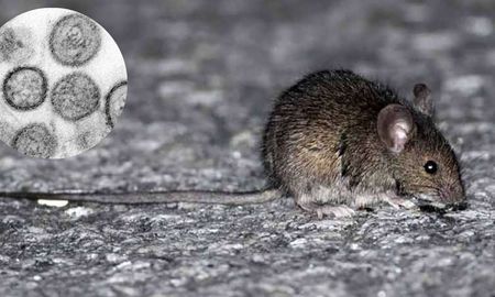 Confirmaron un caso de hantavirus en Bariloche y aislaron a toda la familia del paciente. Confirmaron un caso de hantavirus en Bariloche y aislaron a toda la familia del paciente.