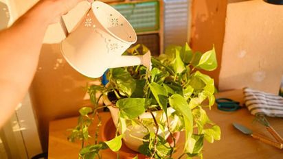 Cada cuánto hay que regar el potus en otoño para que se mantenga saludable