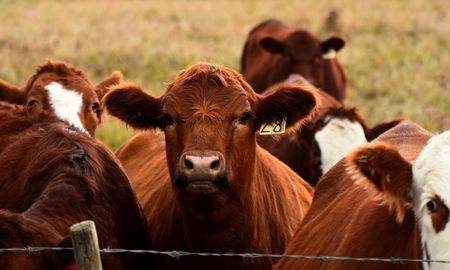 carne vacuna: por que el novillo se encarece pese a la eliminacion de retenciones carne vacuna: por que el novillo se encarece pese a la eliminacion de retenciones