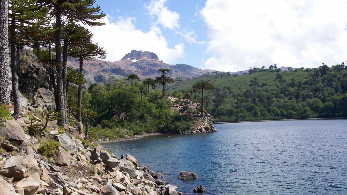 Los ríos que atraviesan la zona de Ralco destacan por su baja temperatura y altísima pureza, alimentando ecosistemas que permanecen casi inalterados por la intervención humana. Los ríos que atraviesan la zona de Ralco destacan por su baja temperatura y altísima pureza, alimentando ecosistemas que permanecen casi inalterados por la intervención humana.