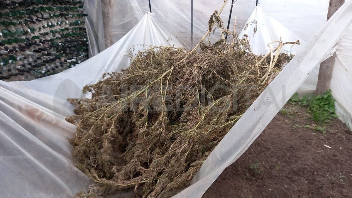 Algunas plantas estaban sobre un envoltorio de nylon. 