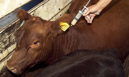Más de 50 millones de bovinos y bubalinos fueron inoculados contra la fiebre aftosa durante la primera campaña de vacunación. Más de 50 millones de bovinos y bubalinos fueron inoculados contra la fiebre aftosa durante la primera campaña de vacunación.
