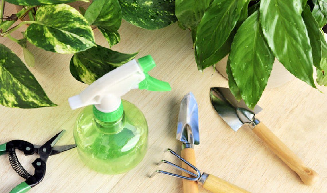 Cómo reproducir potus y otras plantas comunes de interiores fácilmente