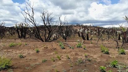 Cómo los incendios en Córdoba afectan el ciclo del agua y causan más erosión