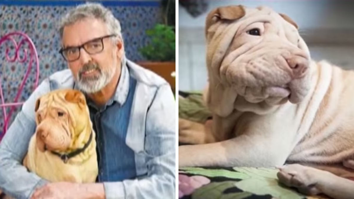 Benito Fernández perdió a su perro José Antonio tras 11 años a su lado. Benito Fernández perdió a su perro José Antonio tras 11 años a su lado.