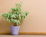FICUS FICUS