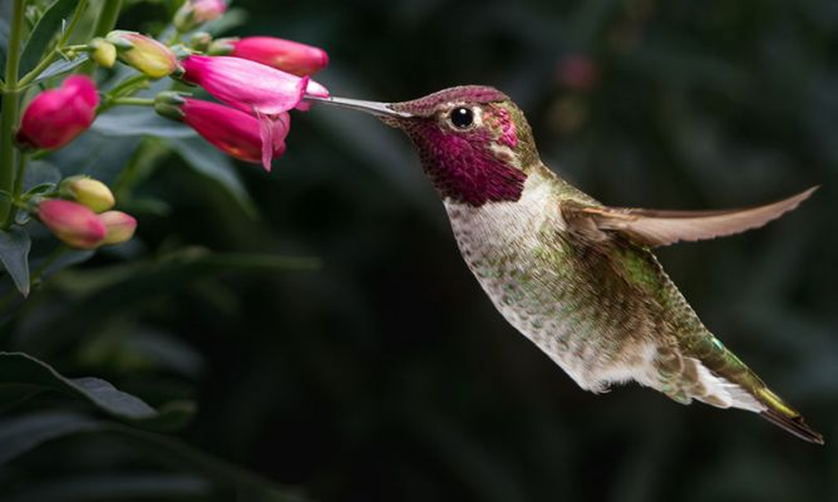Cuánto come el colibrí