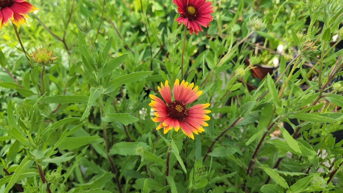 La gaillardia conserva sus tonos rojos y amarillos incluso bajo altas temperaturas. La gaillardia conserva sus tonos rojos y amarillos incluso bajo altas temperaturas.